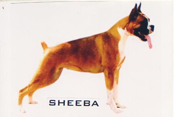 CH (INDIA) Sheeba of dogmatix