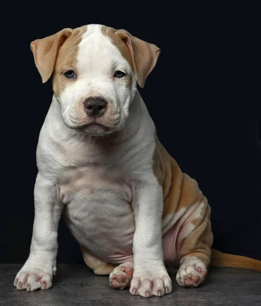 Oscar Iz Doma Lankaster