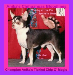 CH Anika's Tickled Chip o' Magic