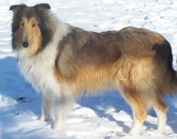 N/E Irishcreek Warquablen Image