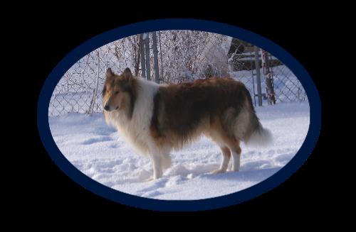 NE/NC Windy Acres Sienna Knight