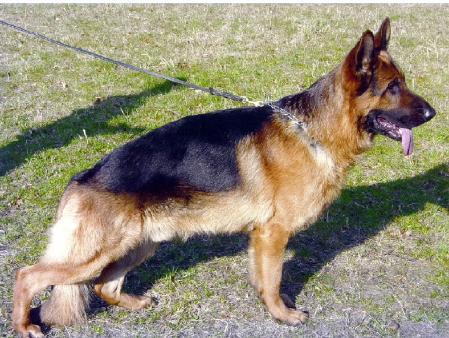 V1,SIEGERSCHAU DK,04 Thornblads Felix