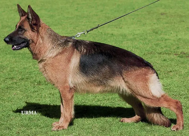 VA6 Nanda vom Wildsteiger Land