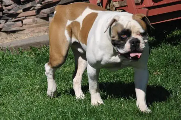 Most Wanted Bullies Scar of SCAB's