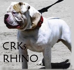 CRK's Boss Hog aka Rhino