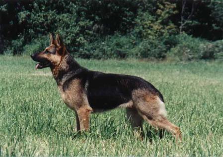 V Amie von Thuringen