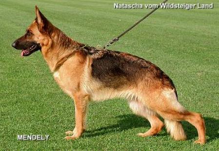 Natascha vom Wildsteiger Land