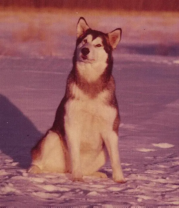 Windy City's Sparkling Jewel