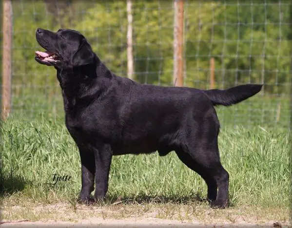 SESHCH Queijeiro Da Vinci