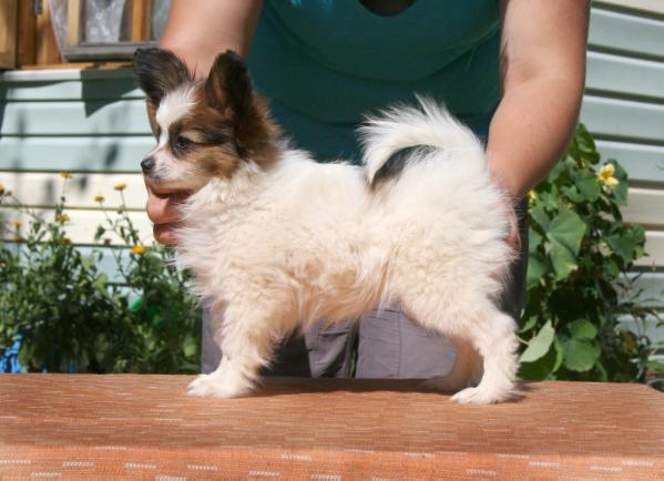 Zavist' Bogov Khilari Daff