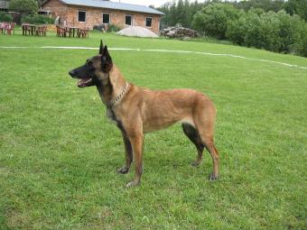 Storm de Alphaville Bohemia