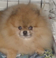 Underwoods Little Son Junior