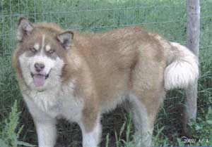 Wakon's Redrock of Stardust