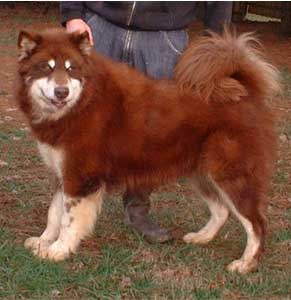Caledonias Big Red