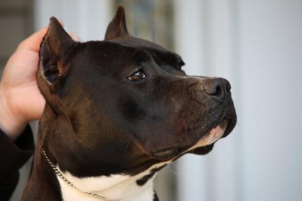 Scott's Bringing Sexy Black