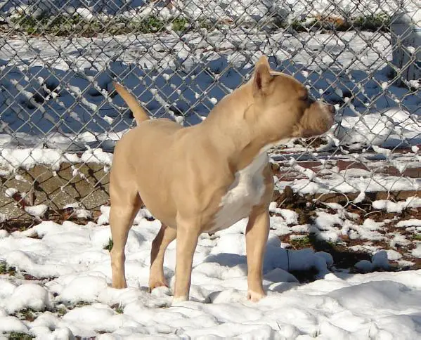 ATAXIA CLEAR Azkaban's Hocus Pocus