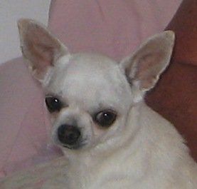 Arrendene Miss Dedee