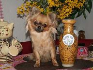 Rozamar eternity amarose