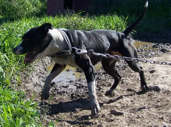 PlugUgly's Lexie (APBT, Heavy Chinaman)