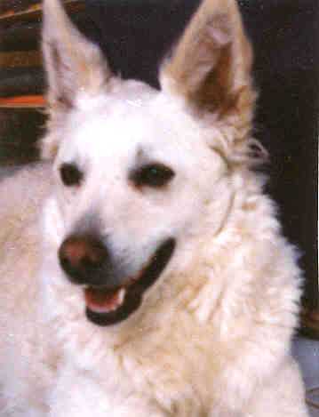 HFGY CAC Nyájasgazda Bodza Örzse