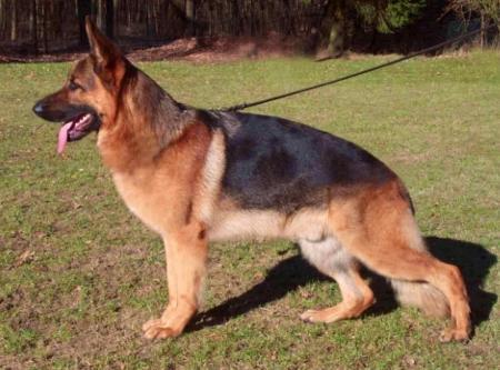 V Kondor vom Trollbachtal