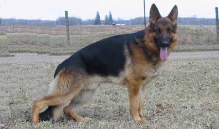 V (RO) Zorro vom Funken Spiel