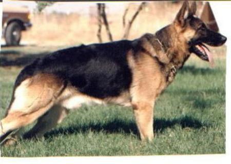 Achill vom Busecker Schloß