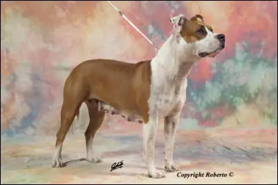 Rathfelder`s Legend Girl