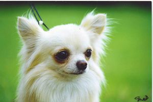 JAYSPEN FROSTED MOONBEAM WITH BRAMERITA