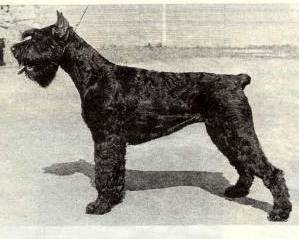 Charlin Peclar Gloris