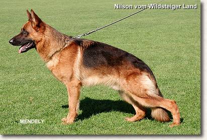 V Nilson vom Wildsteiger Land