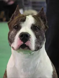 2XCAC ZOLOTOI ANGEL HRANITEL YUMAKS