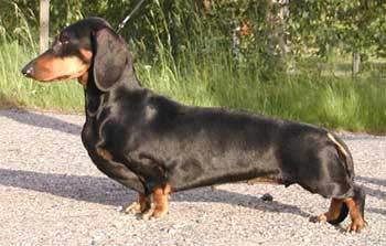 INT FIN HUN CH Yoda Vom Golf