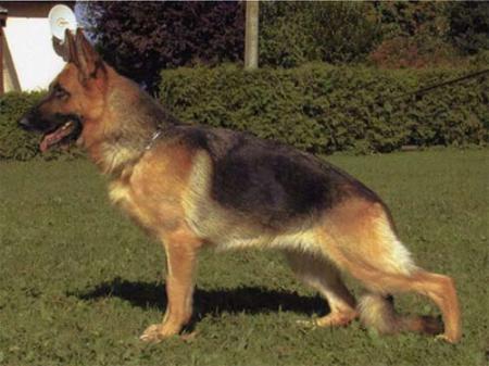 V Tina vom Poxdorfer-Tannenhof