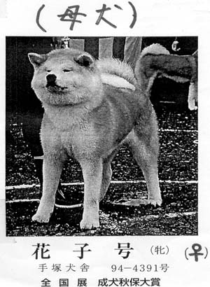 HANAKO GO Tezuka Kensha