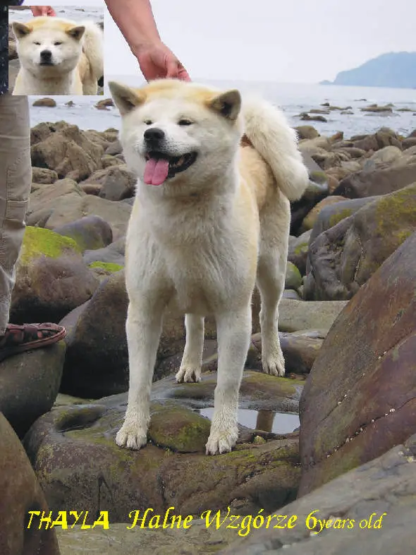 Thayla Halne Wzgorze