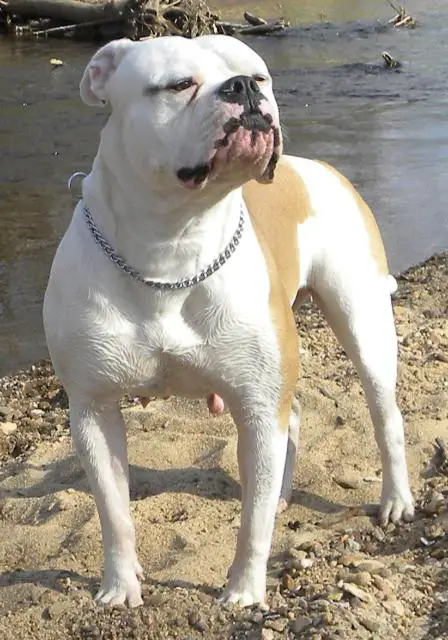 Bridge Creek's Chyna of RHAB