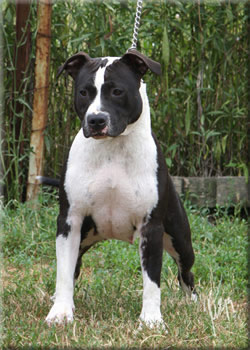 CHSRB Vektra Elegant of Cole