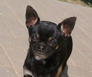 CH BRAMERITA DREAM LOVER