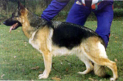 V32 BSZS Haidy von der Murrenhütte