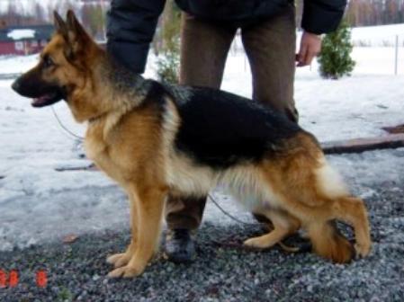 V1 Zimi av Thorarinn