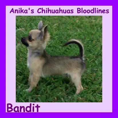 Anika's Tickld Mystic E.L. Bandito-L