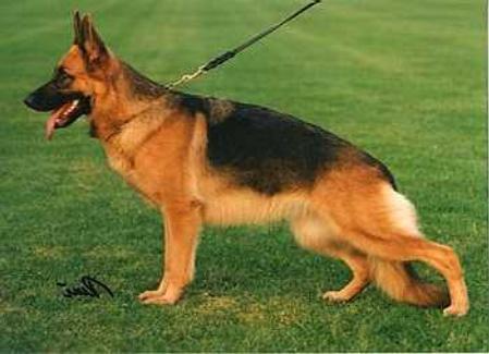 VA (DK) Leri Natascha