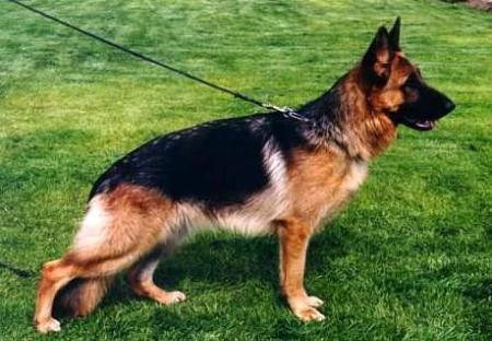 V Magic vom Nieuwlandshof