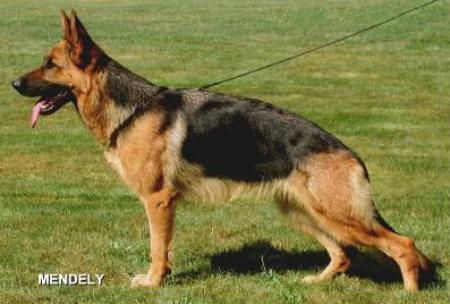 V Uschi vom Hirschel