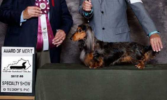 OHBIS/PBIS/UKC CH/ BGCH JT's Kaycees Infineon At Doxhaus MLD