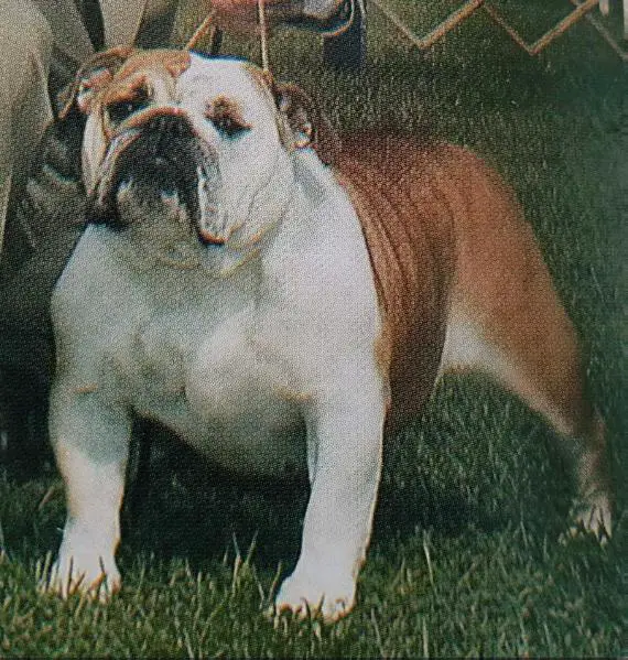 CH (AKC) Cherokee Cybil of Royal Court