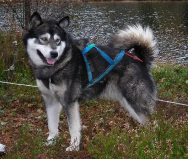 Trap Line Mystery Agate