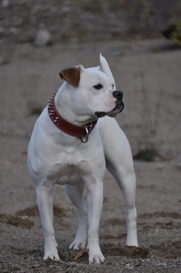 CH/JR CH Masterbully's Screaming Banshee of XtremeBulldog .41/.32