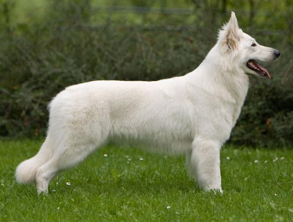 Caely's White Flower Endless Love